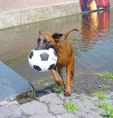 Beeldvergroting: Hond en bal