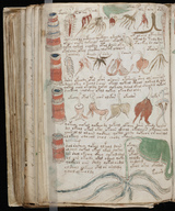 Beeldvergroting: Pagina uit het Voynich Manuscript