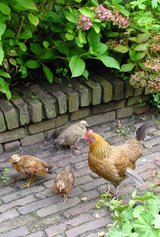 Beeldvergroting: Gelukkige kippen (opklikken tot groot)